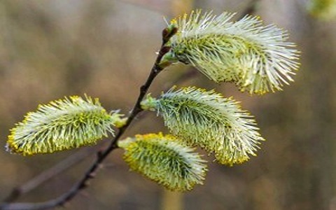 خرید و فروش گیاه دارویی بیدمشک با شرایط فوق العاده